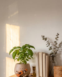 Ollie ukulele planter on a floating shelf in afternoon light